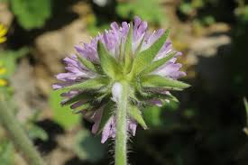 Image result for Dipsacaceae