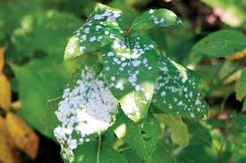 Cette plante ornementale a des bandes vertes et blanches le long de leurs longues feuilles étroites et est couramment utilisé pour décorer les espaces intérieurs. Le Blanc Une Maladie Bien Saisonniere La Presse