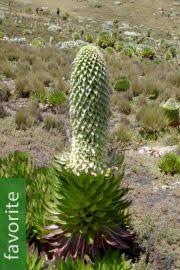 Image result for Lobelia giberroa