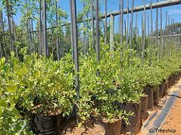 Image result for Combretum