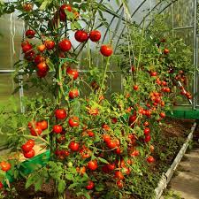 However, some varieties can grow smaller or larger than the standard ones. Pin Na Doske Gardening