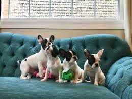 I was hoping to get a french bulldog puppy sometime soon. Litter Of 4 French Bulldog Puppies For Sale In Chicago Il Adn 71250 On Puppyfinder Com Gender Male S Puppies For Sale Chicago Puppies For Sale Puppy Litter