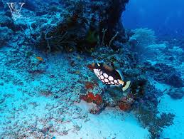 Image result for Cyperus longicarpus