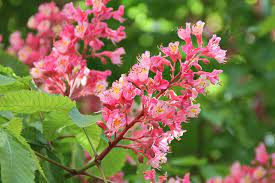 Check spelling or type a new query. Aesculus X Carnea Red Horsechestnut