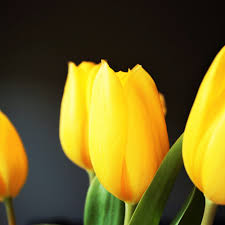 Gardening Gift Ideas For Mother S Day Finegardening