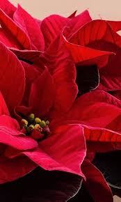 Weihnachtssterntipps Weihnachtssternpflege Weihnachtsstern Https Www Garten Und Freizeit De Magazin Weihnachtsstern Tipps Navidad