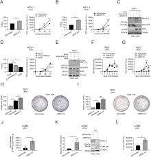 Jadi, jawaban yang tepat adalah a. Ring Finger Protein 213 Assembles Into A Sensor For Isgylated Proteins With Antimicrobial Activity Biorxiv