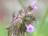 Image result for Salvia nilotica