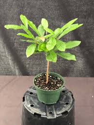 Image result for Synsepalum revolutum