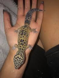 Find more leopard gecko coloring page pictures from our search. My Gecko Is Very Dull In Color What S Wrong Leopardgeckos