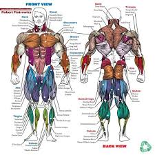 We think this is the most useful anatomy picture that. Bodybuilding Anatomy Chart Drone Fest