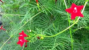 Image result for Ipomoea quamoclit