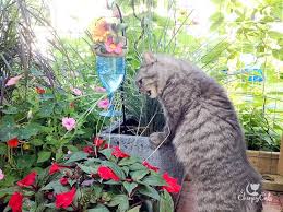 A look at plants that are safe to grow in a catio or cat enclosure with scientific names and information on no cat enclosure or catio is complete without some plants which provide decoration, shade and. Create A Cat Garden That You And Your Cat Will Love