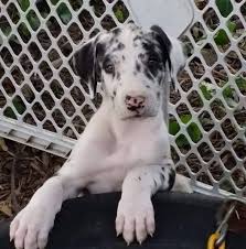 Sometimes referred to as the king of dogs, this extremely large dog breed is known for being strong yet elegant, with a friendly, energetic personality. Last 2 Very Large 8 Week Old Great Dane Pups Black Female 650 Harlequin Male Indiana Great Danes Family Friendly Security Gental Giant Facebook