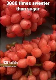 Image result for Dioscoreophyllum