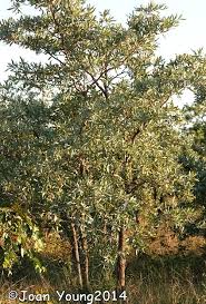 Image result for Terminalia sericea