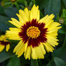 We did not find results for: Coreopsis Uptick Yellow Red Baluptowed Pp28865 Walters Gardens Inc
