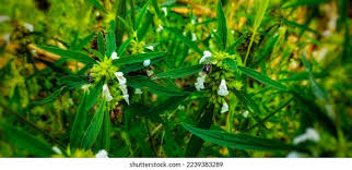 Image result for Leucas deflexa