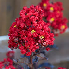 Maybe you would like to learn more about one of these? Lilas Des Indes Black Solitaire Red Hot