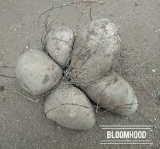 Image result for Dioscorea dumetorum