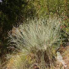 Image result for Gomphostigma