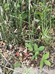 With a wide range of colours and types you'll find one suitable for your garden, planting scheme or container pots. Found This Short Bamboo Like Plant In Northeast Michigan What Is This Whatisthis