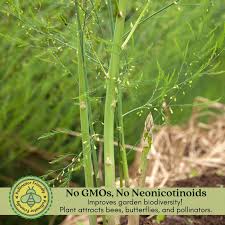 Image result for Asparagus laricinus