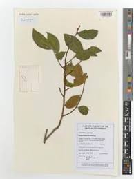 Image result for Anisophyllea boehmii