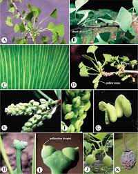 Image result for Gnetaceae