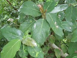 Image result for Ficus sur