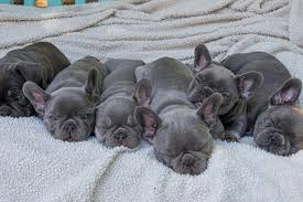 The top names for french bulldogs. French Bulldog Breeder Hits Jackpot With Adorable Litter Of Pups Worth 16 000 Mirror Online