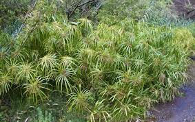 Image result for Cyperus foliaceus