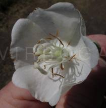 Image result for Dombeya torrida