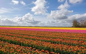 Over 30 million tulips. was added to the trending top 100 list on september 10, 2019 from reddit at rank this post also reached it's highest position at #13 on trending.com's top 25 reddit list on september 10, 2019. Visiting The Netherlands During Tulip Season Holland Com