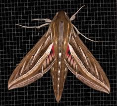 Image result for Hippotion celerio