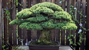 Tertarik Pada Bonsai Yuk Kenali 7 Jenis Pohon Bonsai Yang Umum Diperjualbelikan Di Pasaran Halaman All Tribun Jabar