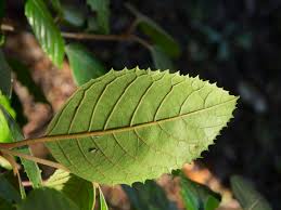 Image result for Curtisia dentata