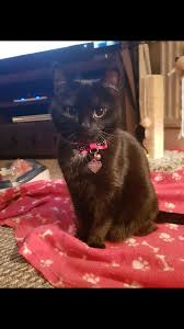 Annabelle Demands To Sit On Your Lap Https Ift Tt 2qpcjvh Cute Animals Pretty Cats Cute Baby Animals