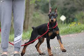 Dobermann kaufen und verkaufen ✔ tierheimhunde, rassehunde, mischlinge und welpen ➽ jetzt traumhund finden auf edogs.de! Hunde Rassehunde Dobermann Tieranzeigen