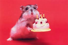 Image result for funny birthday