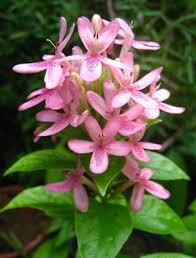 Image result for x Ruttyruspolia 'Phyllis van Heerden'