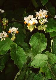 Image result for Carpodiptera africana