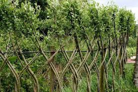 Living Willow Fences 450 300 Willow Fence Living Fence Living Willow Fence