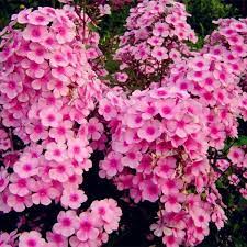 Home Garden Plants 100 Seeds Outdoor Perennial Phlox Seeds Planting Phlox Flower Seeds 8 Phlox Flowers Flower Seeds Blooming Plants