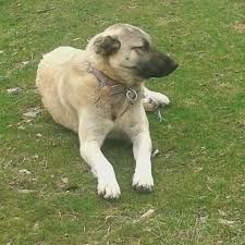 Kangal Hakiki Kopekleri Photos Facebook