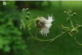 Image result for Telfairia occidentalis