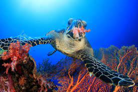 What a sea turtle eats depends upon the species. What Do Sea Turtles Eat
