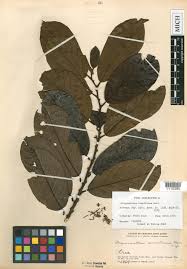 Image result for Lettowianthus stellatus