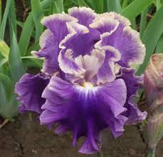 Keppel 06201d Iris Flowers Iris Garden Amazing Flowers