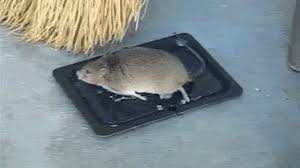 We did not find results for: Humane Mouse Removal Guide 9 Steps For A Rodent Free Home Peta2